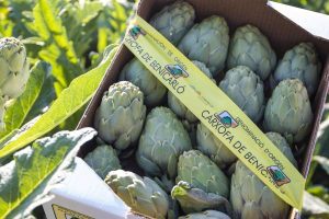 Fiesta de la Alcachofa de Benicarló