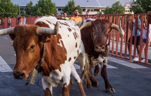 Fiestas San Antonio de Padua en Arroyo de la Encomienda