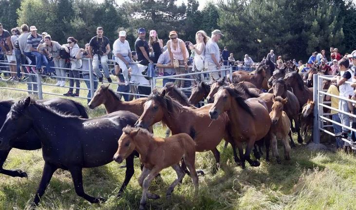 Rapa Das Bestas de Viveiro