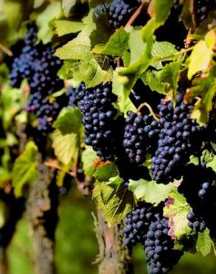Fiesta de la Vendimia de Jumilla