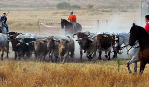 Feria y Fiestas San Antolín de Medina del Campo