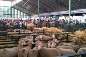 Feria Internacional Ganadera San Miguel de Zafra