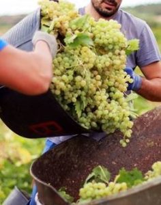 Fiesta de la Vendimia de Rueda