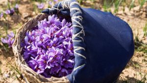 Jornadas del Azafrán en Madridejos