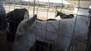 Feria de Todos los Santos de Albox