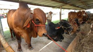 Feria Internacional Ganadera San Miguel de Zafra