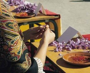 Fiesta la Rosa del Azafrán de Consuegra