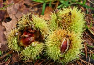 Fiestas del Amagüestu en Pola de Siero
