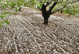 Fiesta Primavera y Cerezo en Flor del Valle del Jerte 2017, fiestas españa