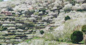 Fiesta Primavera y Cerezo en Flor del Valle del Jerte 2017, fiestas españa