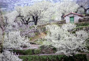 “El despertar de la vida”, fiesta primavera y cerezo en flor, fiestas españa