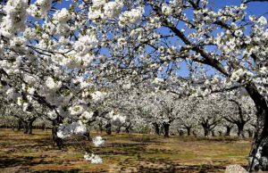 “El despertar de la vida”, fiesta primavera y cerezo en flor, fiestas españa