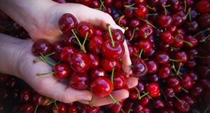 “El despertar de la vida”, fiesta primavera y cerezo en flor, fiestas españa