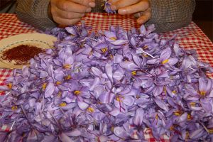 Fiesta de la Rosa del Azafrán de Consuegra